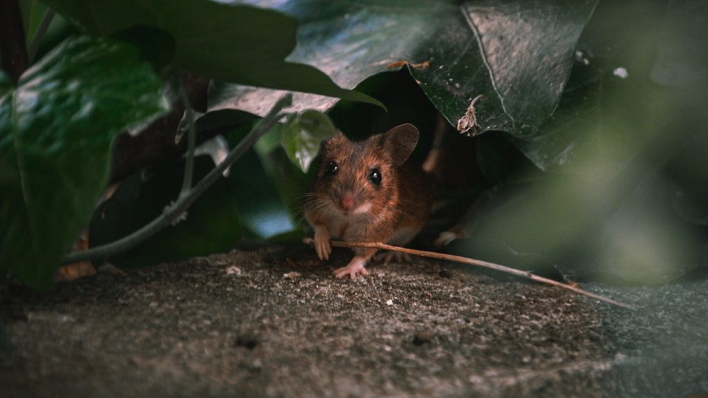 Mouse peeking from leaves