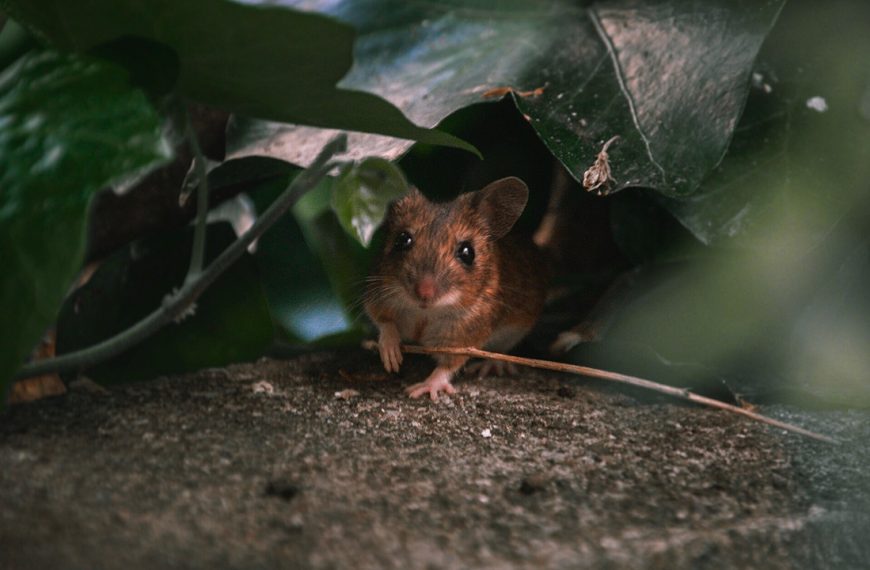 Mouse peeking from leaves