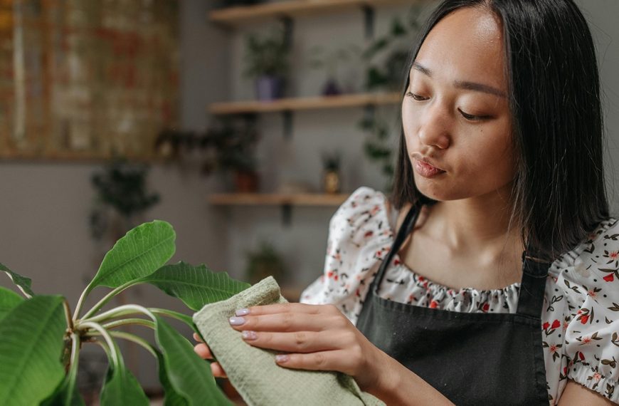 Wiping plant with a cloth