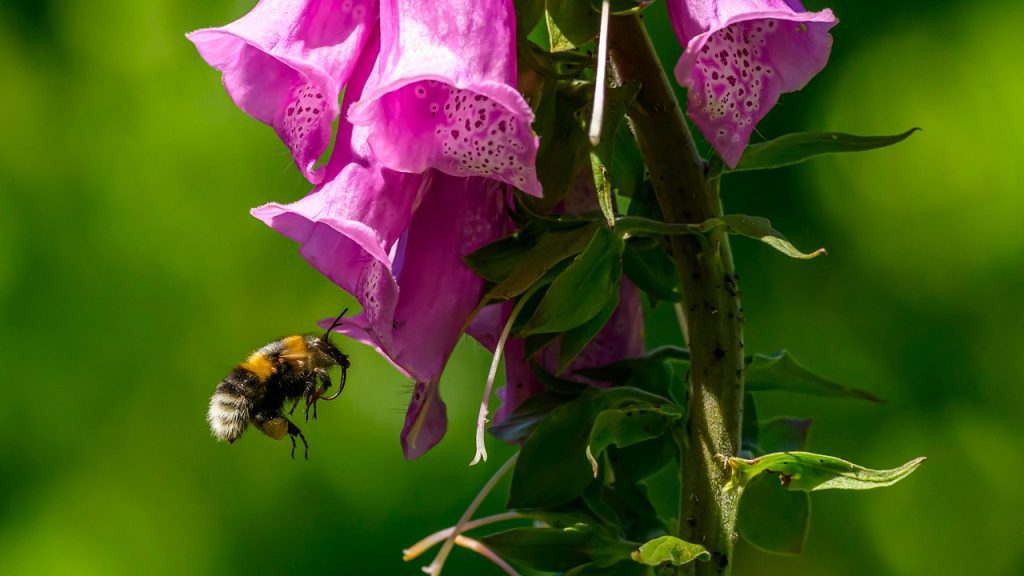 Bee Foxglove
