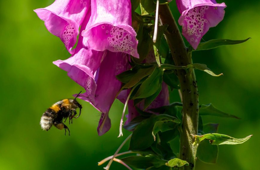 Bee Foxglove