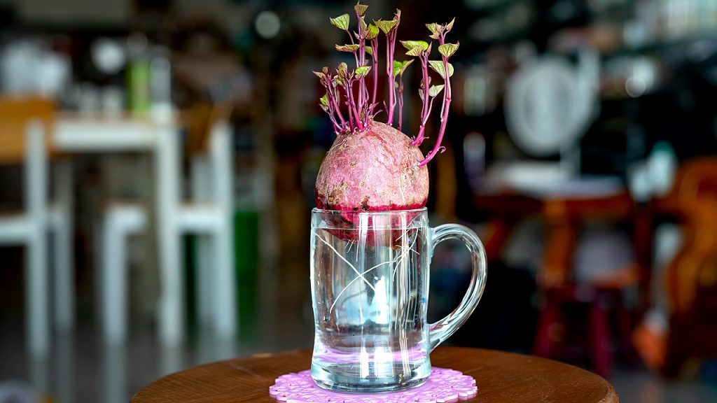 Beet sprouts in mug of water