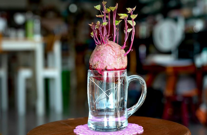 Beet sprouts in mug of water
