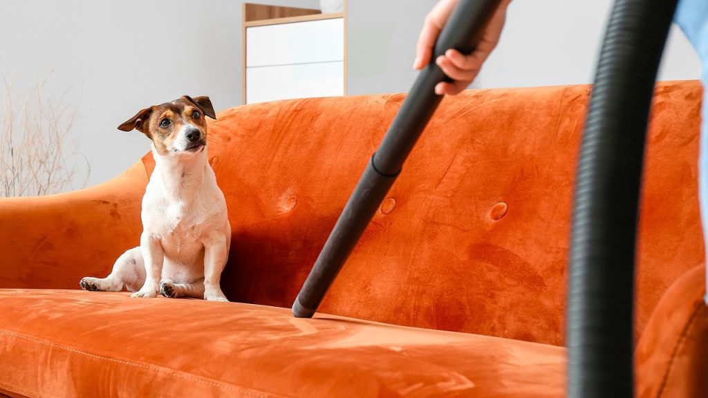 Dog sitting on couch watching owner vacuum