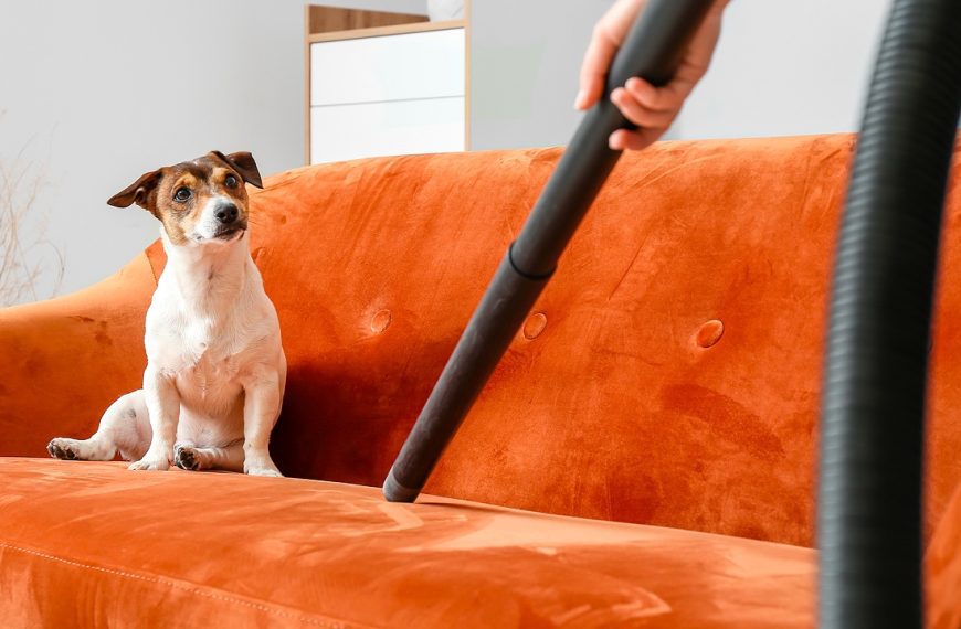 Dog sitting on couch watching owner vacuum