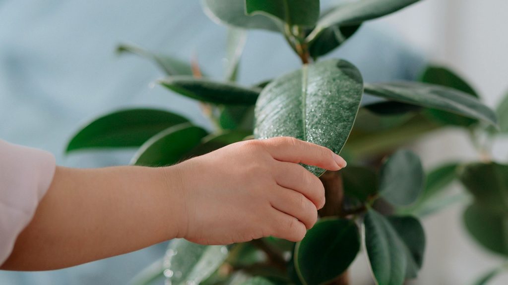 Rubber Plant, house plant