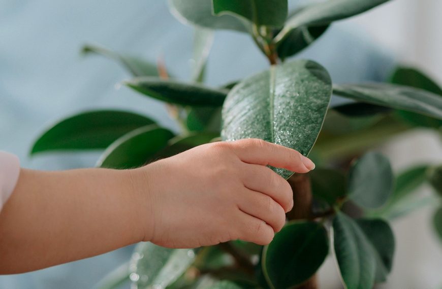 Rubber Plant, house plant