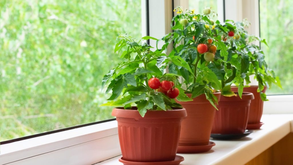 Tomato plants on window sill