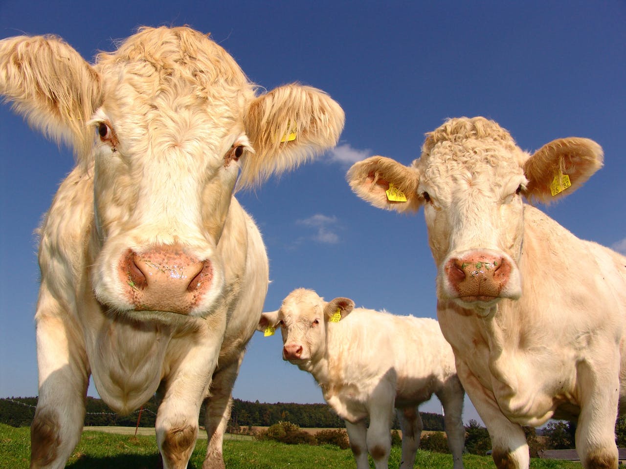 Three cows standing in a green pasture, two in the foreground looking directly at the camera, one in the background, blue sky above, yellow ear tags visible