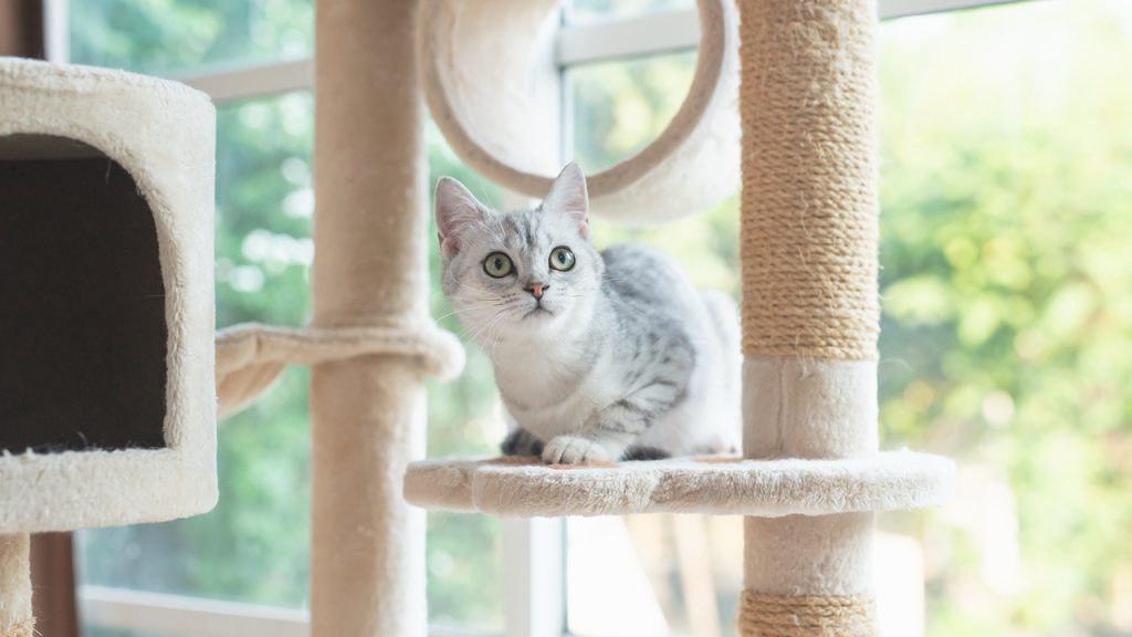 A cat perched on a cat tree