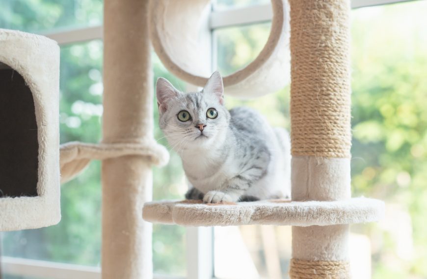 A cat perched on a cat tree