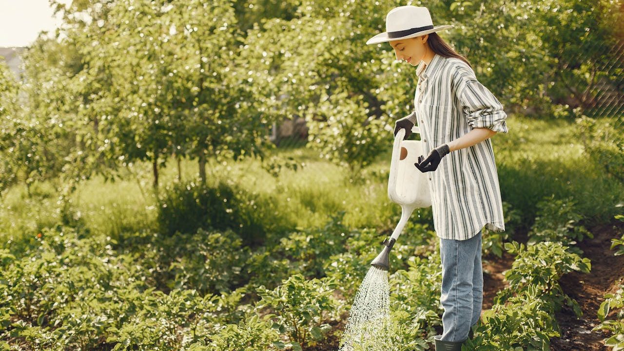 Woman in striped shirt and hat watering garden plants, green foliage around, bright sunny day, casual gardening scene