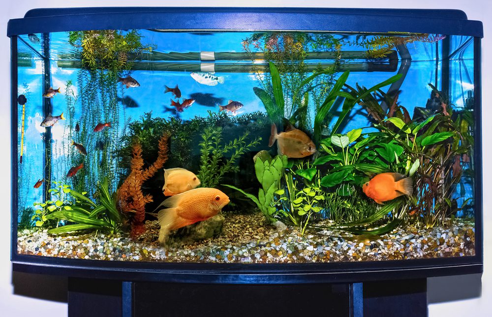 Colorful aquarium, filled with tropical fish, decorated with green aquatic plants, artificial coral, gravel substrate, and blue background, enclosed in a curved glass tank