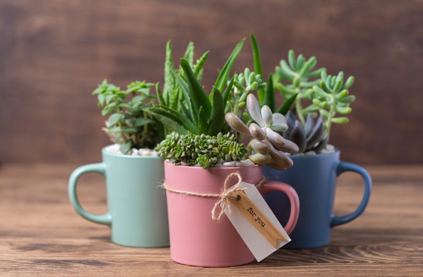 Various succulents planted in colorful ceramic mugs, wooden background, pink mug with twine and tag in front