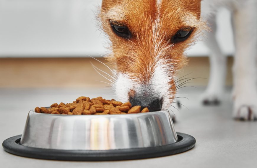 Brown and white dog, close-up, eating dry kibble from a silver bowl, indoors on a tiled floor