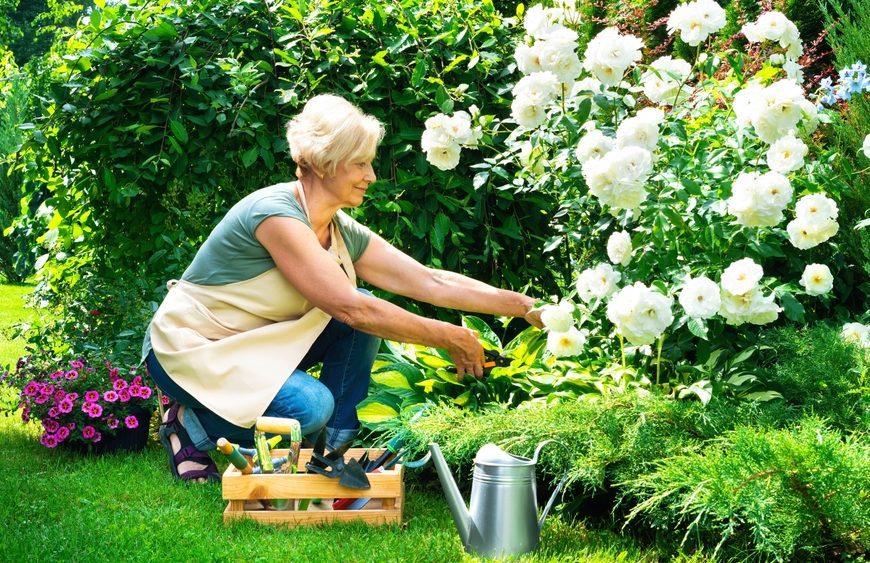 Elderly woman gardening, kneeling on grass, tending to white flowers, wearing an apron, wooden toolbox nearby, watering can on the ground, lush green background, peaceful outdoor setting