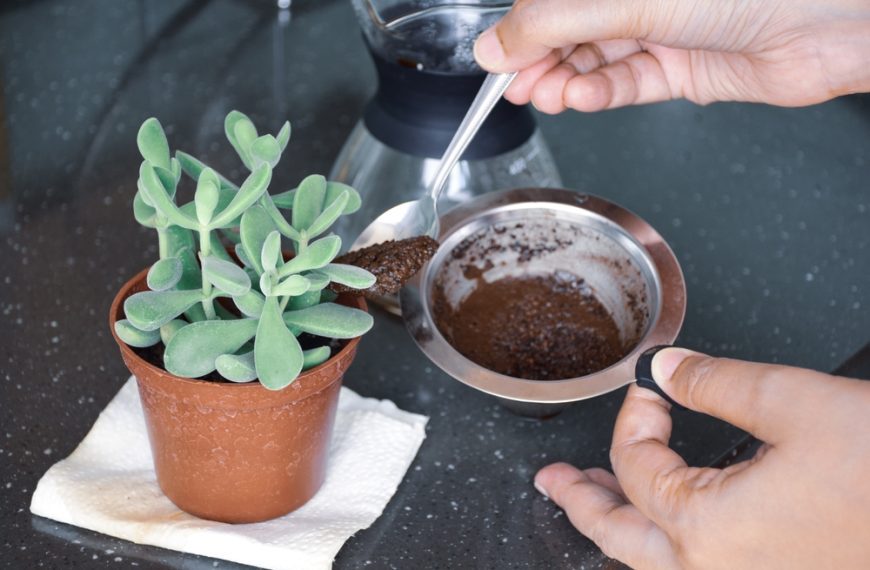 Hand holding a spoon above a small metal container filled with used coffee grounds, next to a potted succulent on a paper napkin