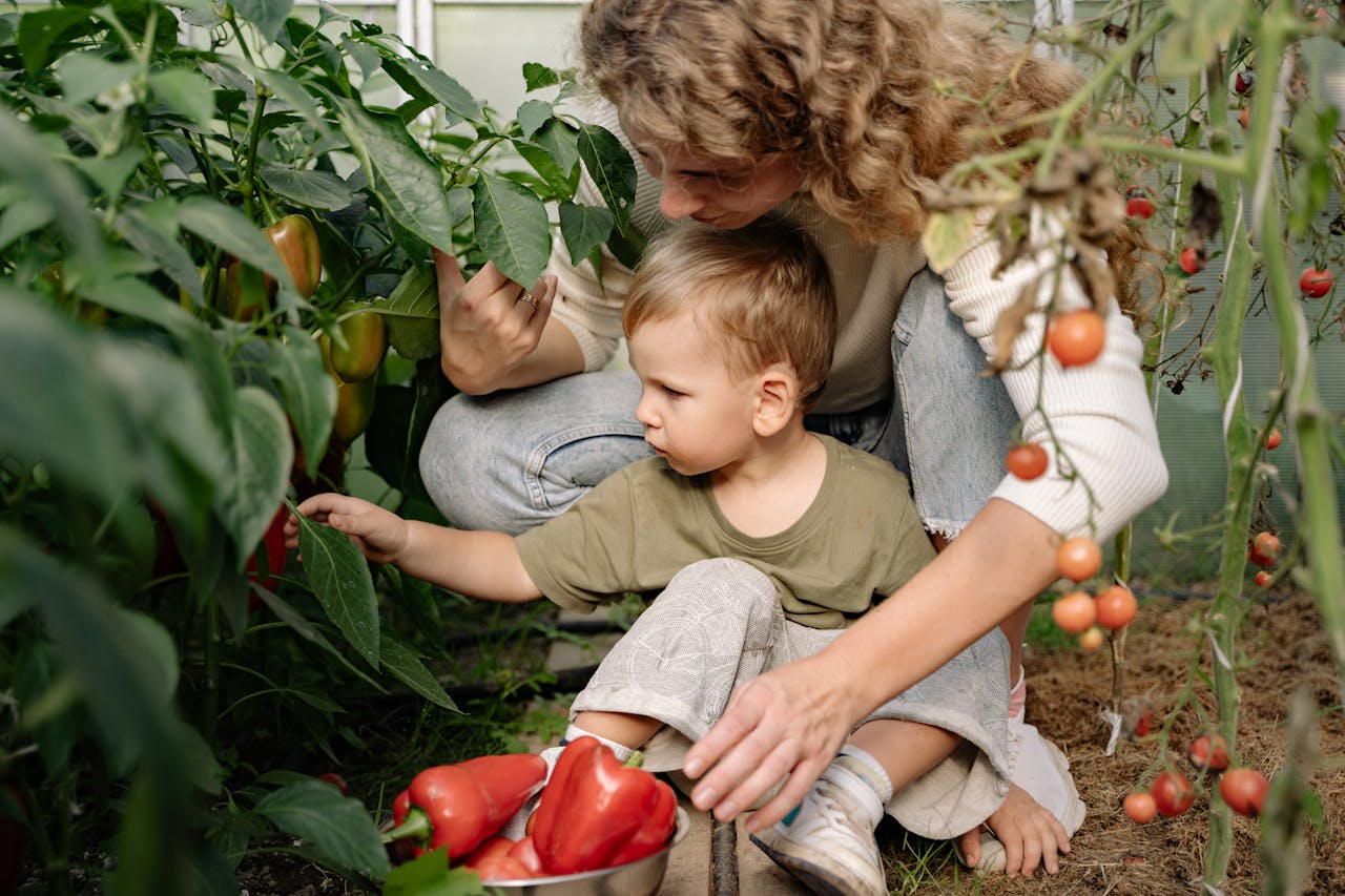 Adult and child picking bell peppers in garden, surrounded by leafy plants and tomatoes, metal bowl with red peppers