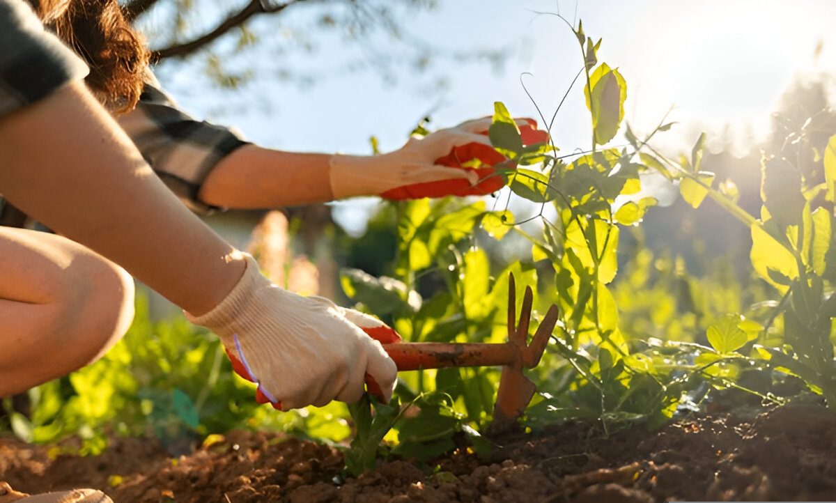 Summer gardening. Woman sitting near the green peas beds and weeding. Close up of hands. Organic agriculture. Sunlight.