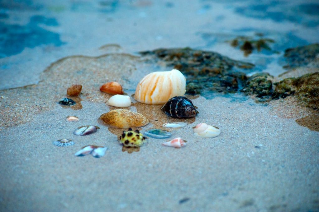 Assorted seashells on wet beach sand, including large cream spiral shell, dark striped snail shell, spotted cowrie, small bivalves, and colorful fragments, with shallow tide water visible