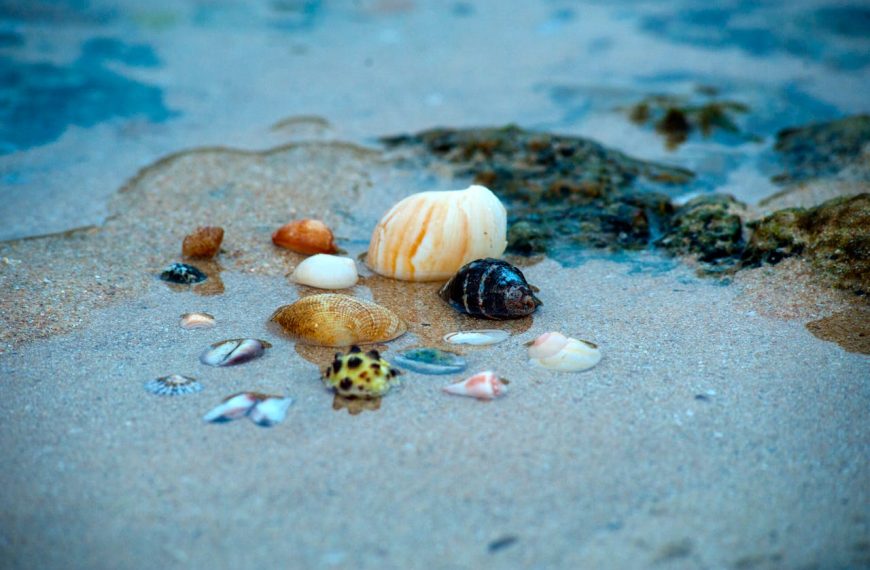Assorted seashells on wet beach sand, including large cream spiral shell, dark striped snail shell, spotted cowrie, small bivalves, and colorful fragments, with shallow tide water visible