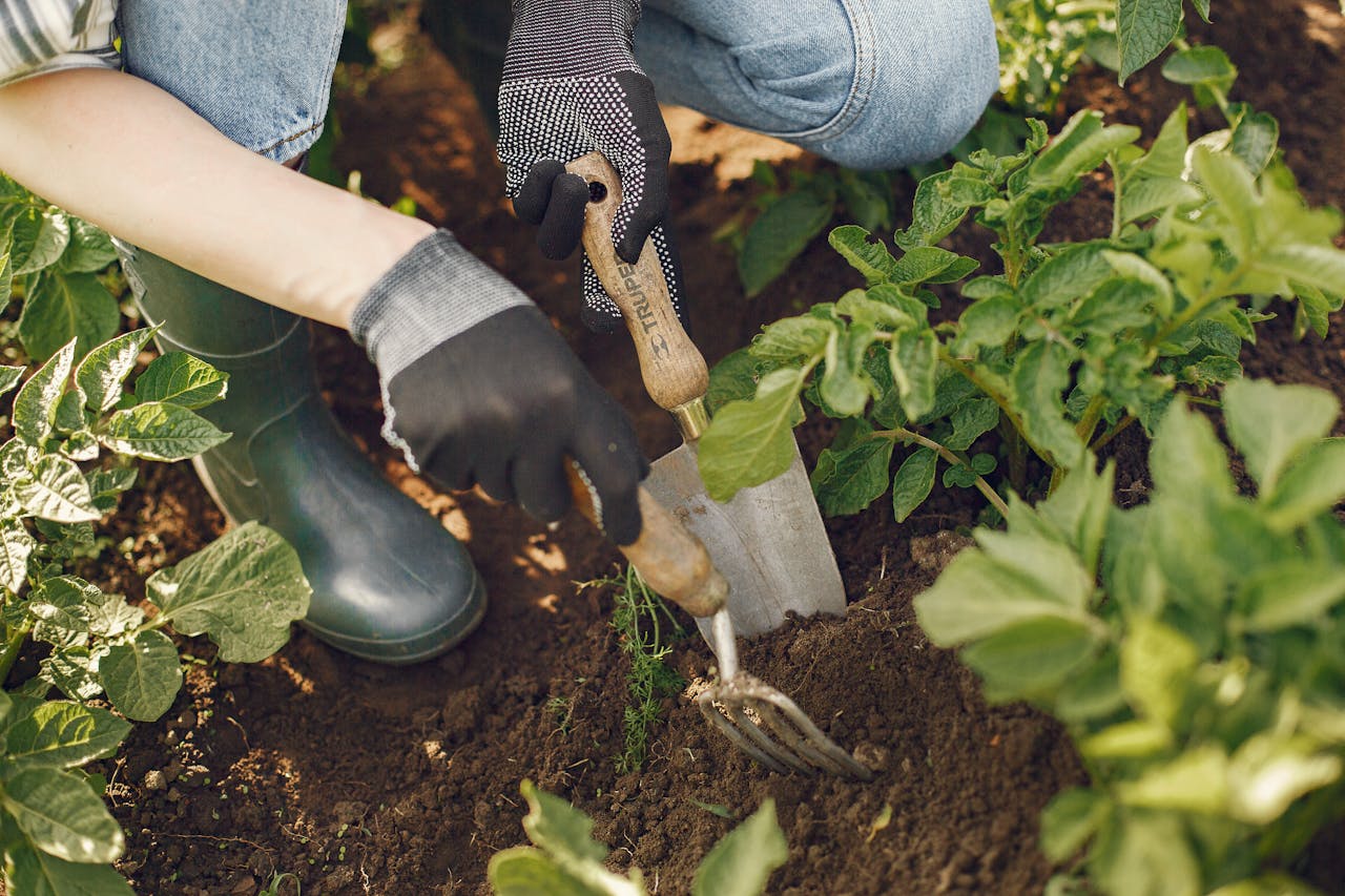 Hands wearing gloves, using gardening tools to dig soil near green vegetable plants, close-up view in garden setting