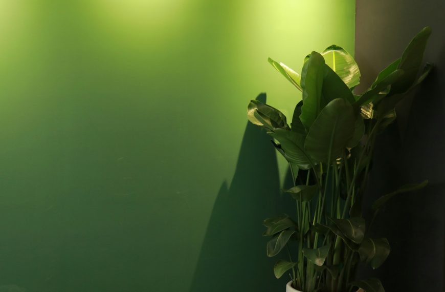 a room wall paint with avocado green color