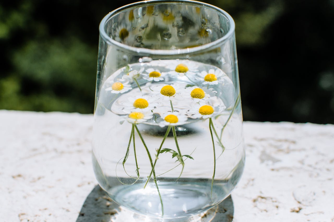 A clear glass containing water with small white chamomile or daisy flowers floating on the surface. The flowers have bright yellow centers and delicate white petals. The glass sits on a light-colored surface outdoors