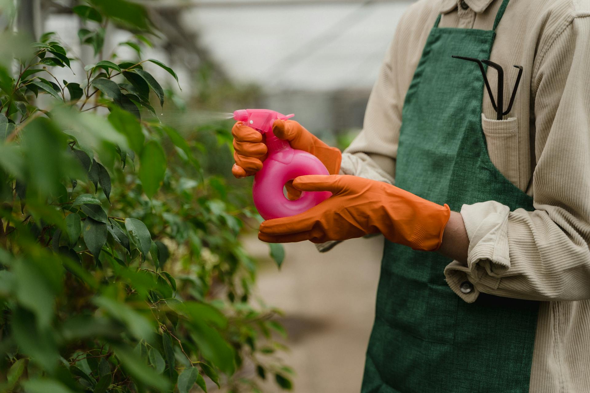 Person Holding Spray Bottle Watering the Plants