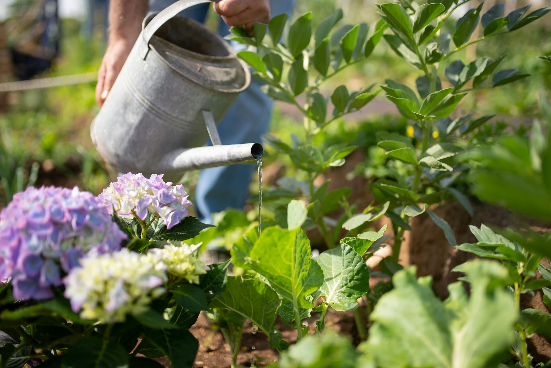 A Person Watering Plants