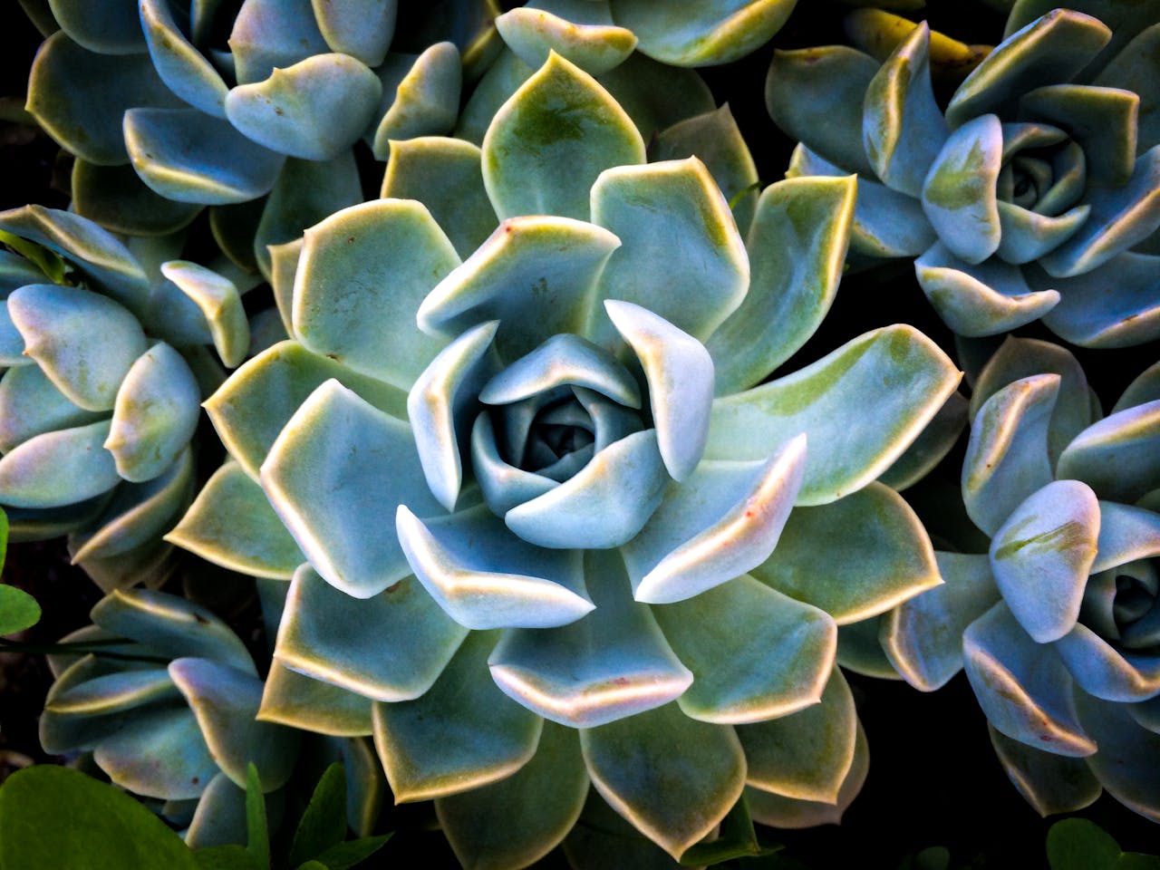 Cluster of blue-green agave succulents with pointed, fleshy leaves, rosette pattern, close-up top view