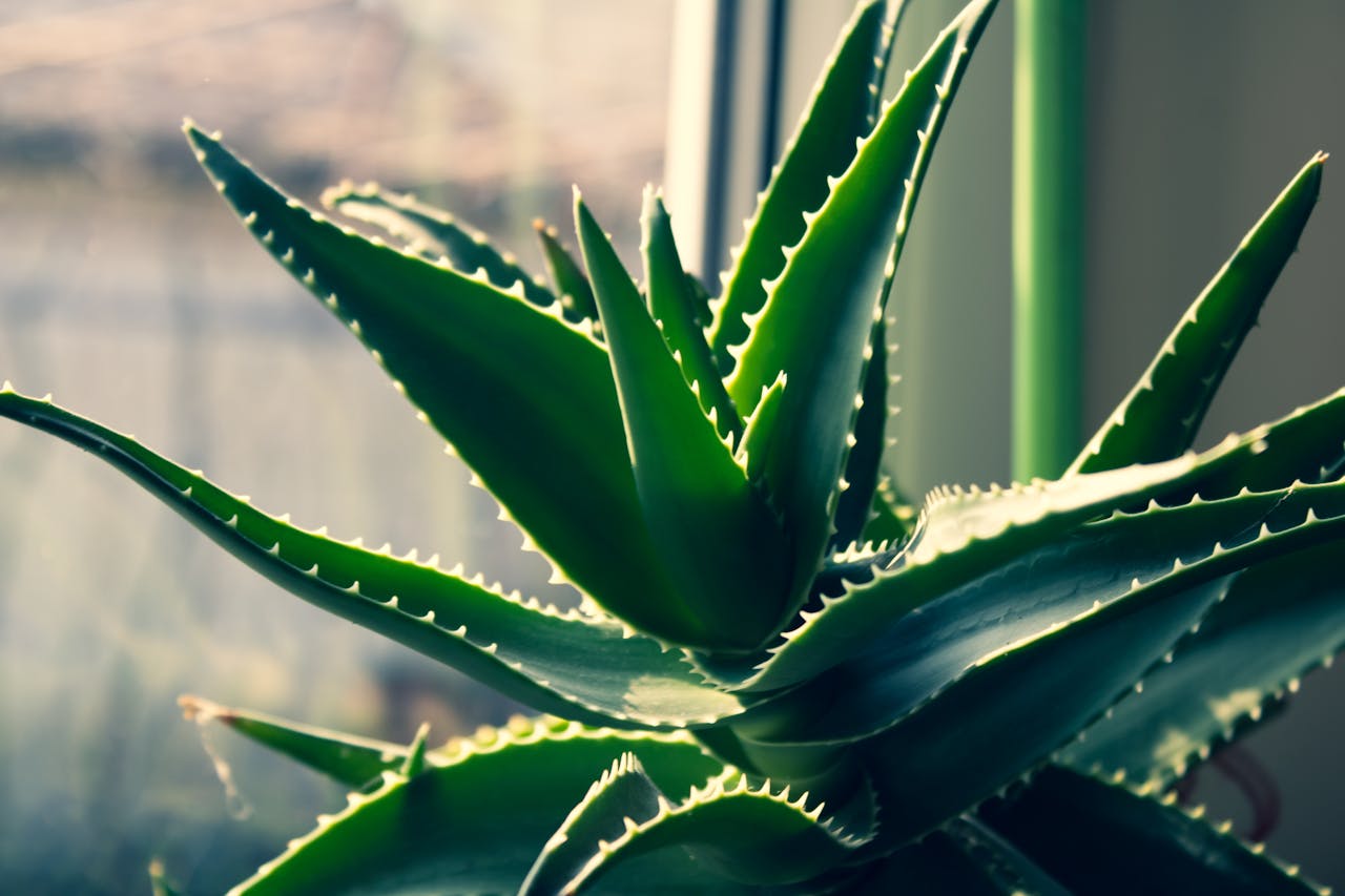 Close-up of aloe vera plant with thick, spiky green leaves, sunlight streaming through window, indoor setting