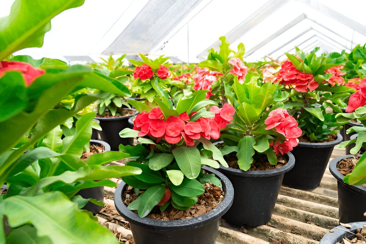 It is an auspicious tree. It is believed that if a house has 8 anise flowers, it will bring good luck to that person's house.