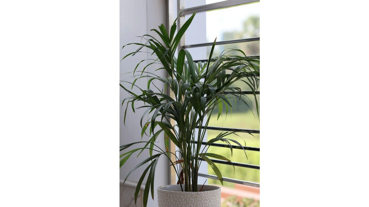Areca palm plant with arching feathery fronds, growing in a white textured pot, placed near a window with natural light