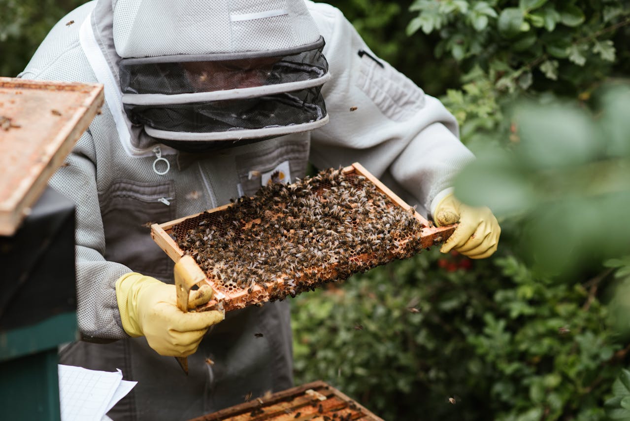 Beekeeper in protective suit inspecting a wooden frame covered in bees, surrounded by green foliage, outdoor apiary