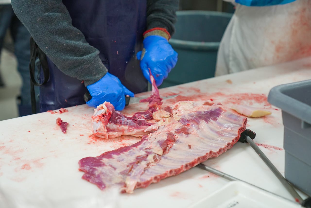 Person in blue gloves trimming raw ribs on white table, meat processing in progress with tools and containers nearby