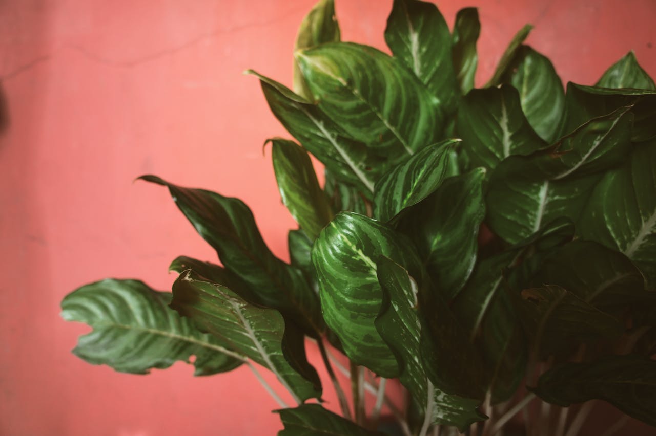 Dark green Aglaonema plant with light green leaf patterns, placed against a muted pink wall background