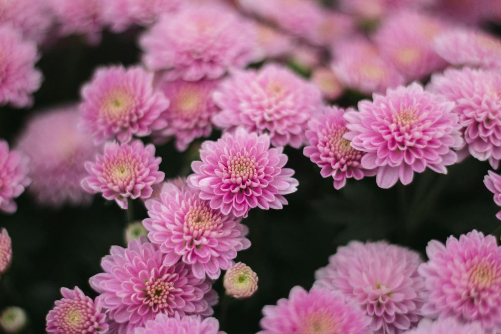 Close-up of blooming pink chrysanthemums, clustered together, soft petals, dark green foliage in the background, natural outdoor lighting, vibrant and fresh appearance