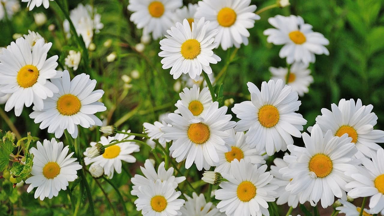 Cluster of blooming white daisies, yellow centers, lush green background, natural lighting, outdoor garden setting, vibrant spring or summer scene, close-up floral view