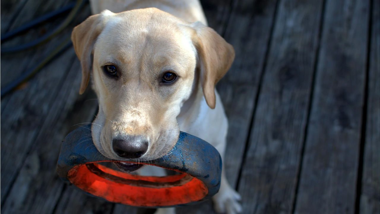 Yellow Labrador retriever holding a red and blue circular chew toy in its mouth, standing on a weathered wooden deck