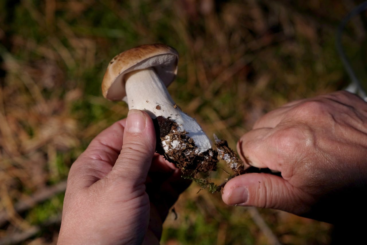 Hands holding and cleaning a freshly picked wild mushroom, soil still attached, forest floor background