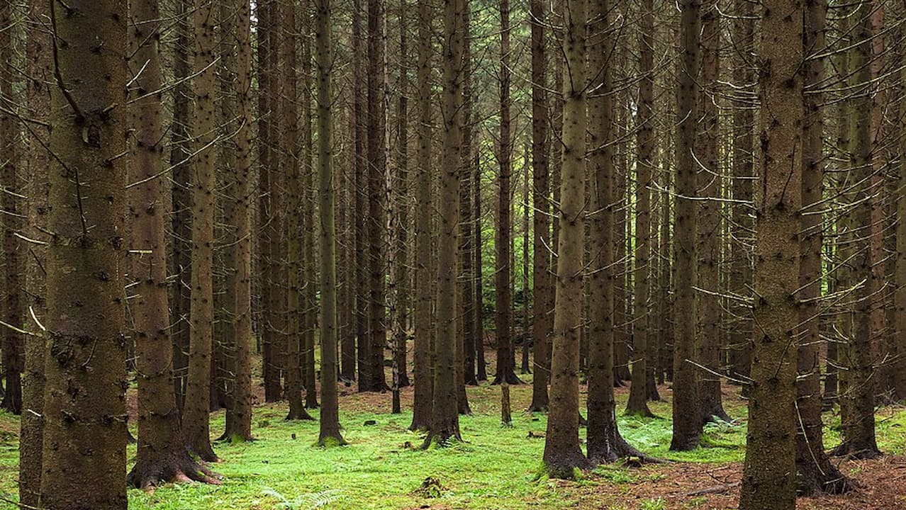 Dense coniferous forest with tall, straight tree trunks and a green, moss-covered forest floor, creating a peaceful and natural atmosphere