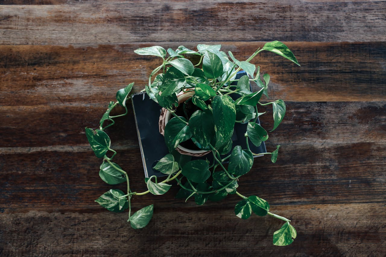 Golden pothos plant in a pot, trailing vines with green and yellow variegated leaves, placed on a closed book, wooden table background