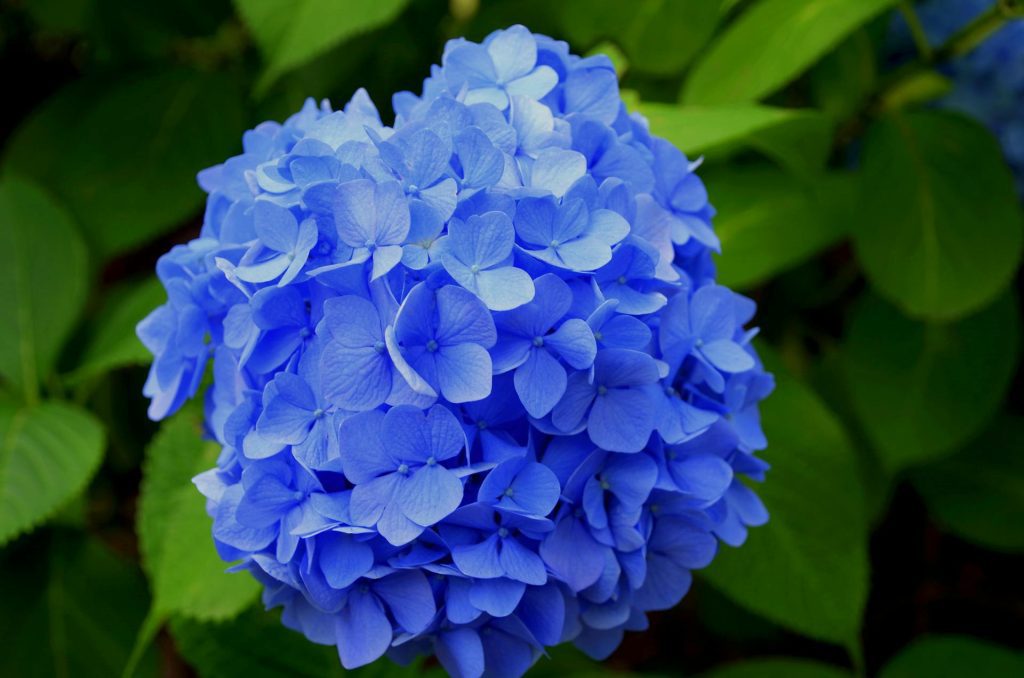 Hydrangea Flower