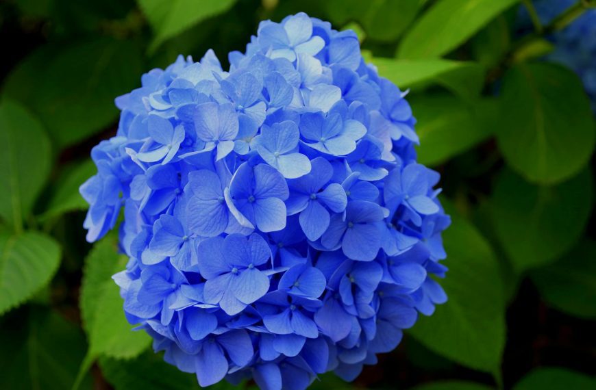 Hydrangea Flower