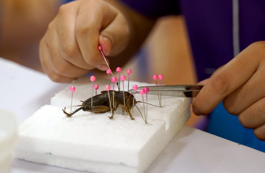 Asian students learn about Beetle Taxidermy is a technique of preserving animal carcasses in a living condition to collect as specimens of local insects.