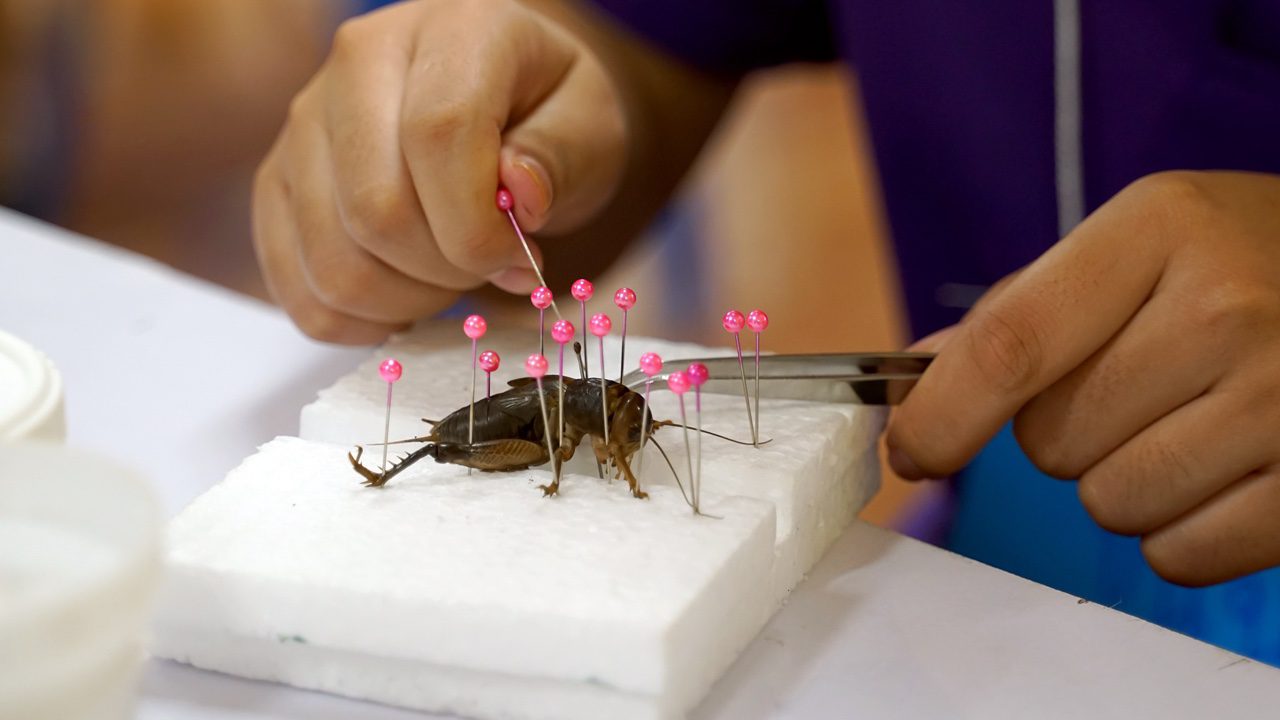 Asian students learn about Beetle Taxidermy is a technique of preserving animal carcasses in a living condition to collect as specimens of local insects.
