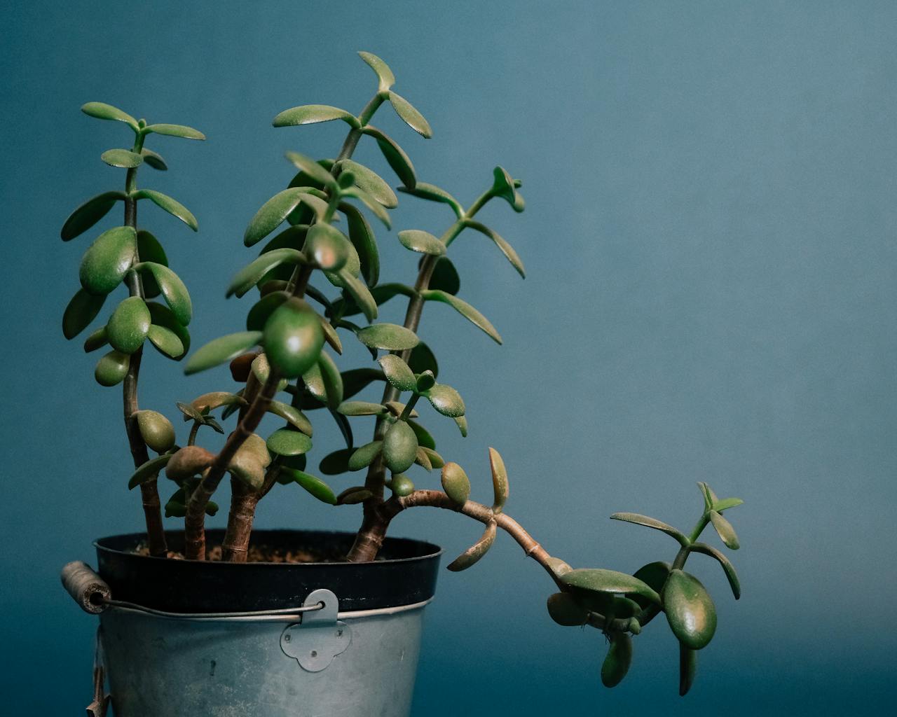 Jade plant with thick, oval-shaped green leaves in a metal pot, set against a plain teal background