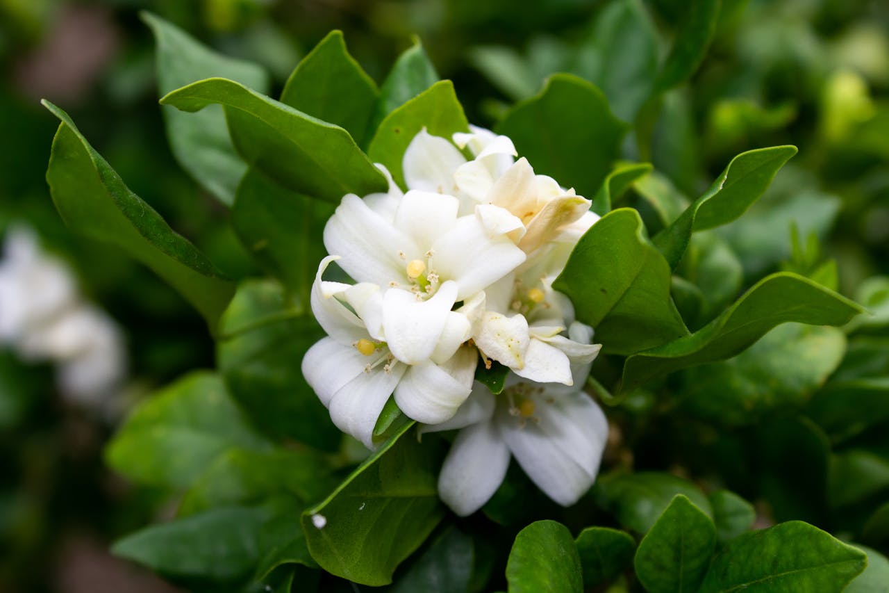 White jasmine flowers in full bloom, surrounded by green leaves, fresh garden setting, close-up of tropical plant