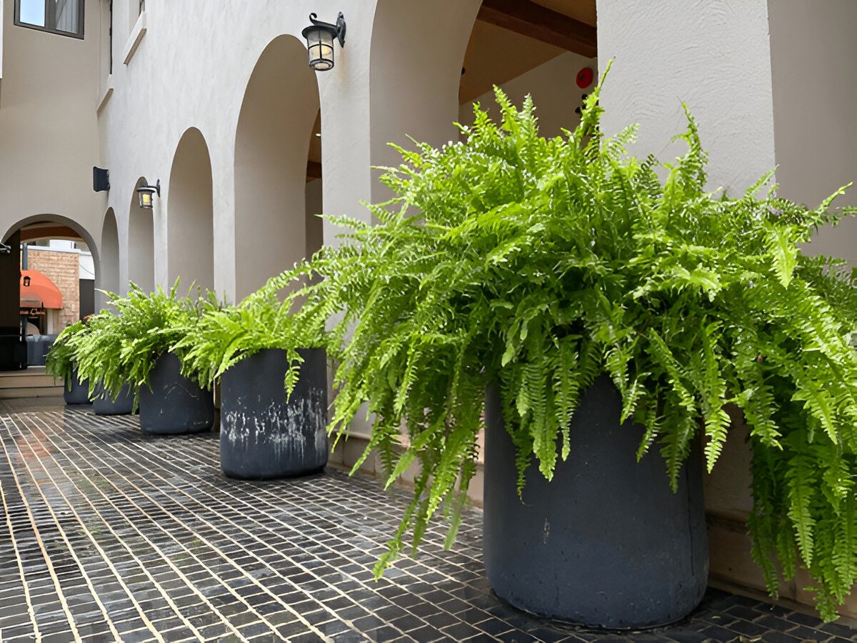 Kimberley Queen Fern